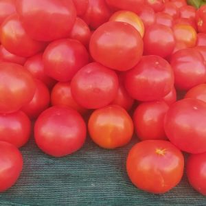 231255856_1264394507323417_4497220515238944431_n